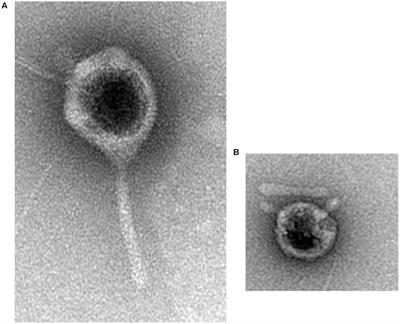 Bacteriophages against Serratia as Fish Spoilage Control Technology